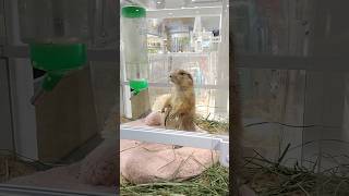 两个月大 萌哒哒的黑尾土拨鼠 Cute 2-month Old Marmot