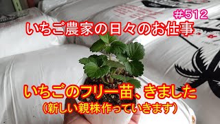 いちごのフリー苗、きました（新しい親株作っていきます）　いちご農家の日々のお仕事　＃５１２