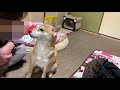 ７ヶ月ぶりのお兄ちゃんに大歓喜の柴犬は大好き行動が半端ない shiba inu