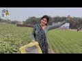 “a beautiful girl fertilizes the mustard’s field” manvi singh vlogs desilifestyle