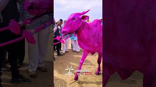 ಕಿಲಾರಿ ಹಾಲಲ್ಲಿ ಹೋರಿ ಕರು || khillar bindanti konda#cow #bailgadasharyat #trendingshorts