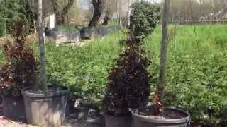 Photinia Cube Standard