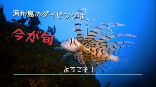 済州島(チェジュ島)でスキューバダイビングを楽しみましょう。