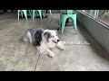 i want to ask my dog how she feels.【australian shepherd】