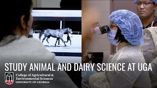 Study Animal and Dairy Science at the University of Georgia