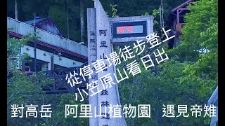 [登山活動 ］阿里山(Alishan)停車場徒步登上小笠原山看日出｜對高岳步道｜阿里山植物園遇見帝雉