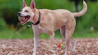 How to Take Care of Carolina Dog? How long does a Carolina dog live? Are Carolina dogs good pets?