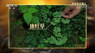 《绿水青山看中国》这里是十里不同天的植物王国 猜猜我在哪？