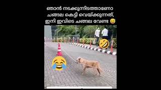 എന്നോടാ നിന്റെ ഒക്കെ കളി🤣🤣youtube#trending🔥#viral🔥#dog🐕#funny🤣#shortvideos#shortsfeed#plz_subscribe