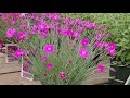 dianthus firewitch pinks bright colorful flower with spiky foliage