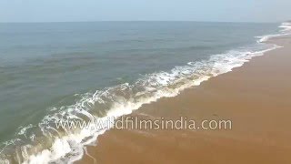 Aerial view of a Dolphin in Kerala backwaters : 4K HD