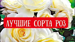 РОЗЫ. ТОП 17 ЛУЧШИХ СОРТОВ РОЗ МОЕГО САДА.