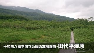 十和田八幡平国立公園の高層湿原・田代平湿原