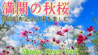 国営昭和記念公園 2021秋 / パークトレインに乗って満開のコスモスを眺める / ボートにも乗ったよ! / Showa Kinen Park #散歩 #コスモス #国営昭和記念公園