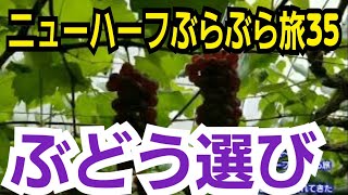 浜松～三河ニューハーフぶらぶら旅2021夏研修35.葡萄選びに慣れてきた