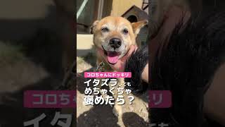 愛犬がイタズラしても褒めまくった時の反応www【ドッキリ】#shorts