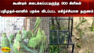 கூண்டில் அடைக்கப்பட்டிருந்த 800 கிளிகள் பறிமுதல்-வானில் பறக்‍க விடப்பட்ட மகிழ்ச்சியான தருணம் |Parrot