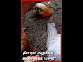 ¿Por qué mis GALLINAS se COMEN sus HUEVOS? Parte I