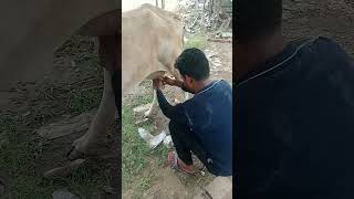 Cow Milk Cow Video #religion #new #love ଜୟ ଗୋମାତା