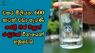 කාසියක් තරම්වත් ලොකු නැති Gelly Fish මාළු රංචුවක්