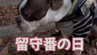 【ボストンテリア  ボステリ】青い瞳のネロ留守番の日　2024.11.29