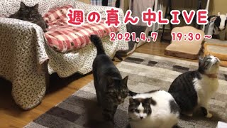 週の真ん中LIVE♪【うちの子４にゃんず】