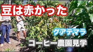 グアテマラのコーヒー農園見学！inアンティグア