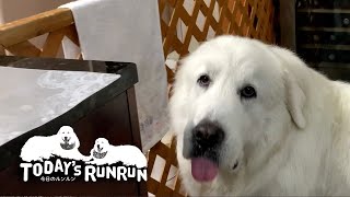 お腹が空いたのでお父さんを起こしに行ったルンルンです　Great Pyrenees　グレートピレニーズ