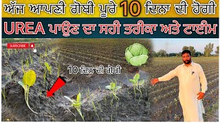 ਅੱਜ ਆਪਣੀ ਗੋਬੀ ਪੂਰੇ 10 ਦਿਨ ਹੋਗੀ/🥦UREA 👝ਪਾਉਣ ਦਾ ਸਹੀ ਤਰੀਕਾ ਅਤੇ ਟਾਈਮ | ⏰