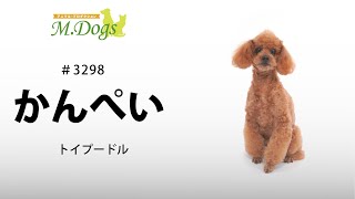 ペットモデル #3298 トイプードル「かんぺい」