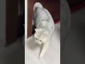 혼자 문 열고 들어오는 고양이_ a cat who opens the door by himself