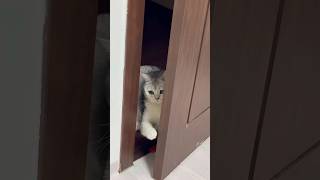 혼자 문 열고 들어오는 고양이_ A cat who opens the door by himself