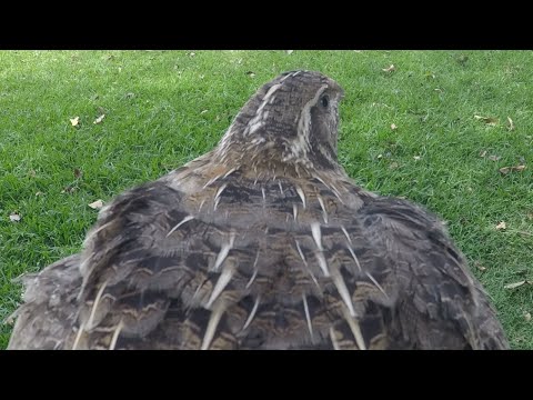 Do quails fly away?