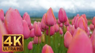 4K Flowers Video for Relaxation + Piano Music - 3 HRS | Wooden Shoe Tulip Festival. Episode 2
