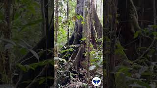 AWE Buttress Roots #amazonrainforest #awe #nature #tree