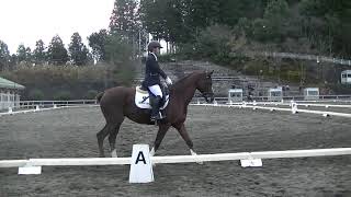 第5回関東学生馬術男子競技大会　男子馬場馬術競技　ティンバーウルフ　川口慎太郎