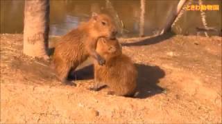 カピバラ （ときわ動物園篇）五つ子ちゃん誕生！