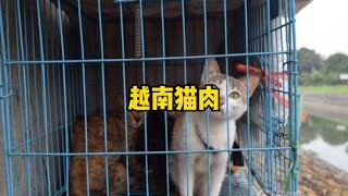 越南人为什么爱吃猫肉？~搞笑又不乏真实的带你看世界