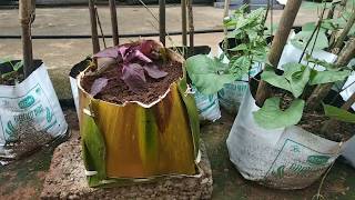 പാള കൊണ്ടൊരു ഗ്രോബാഗ്/How to make a grow bage using Areca catechu leafe..