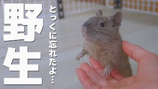 野生を忘れかけているデグー達と新入りのシマリスの現状