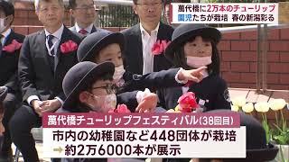 園児や小中学生が育てた花が2万本以上 萬代橋チューリップフェスティバル開幕【新潟市】　スーパーJにいがた4月13日OA