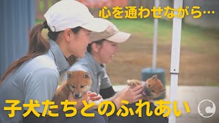 【柴犬・豆柴のブリーダー「芝田荘」】子犬たちとのふれあい訓練2022