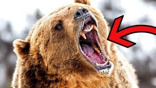 Most DANGEROUS Animals in the Arctic