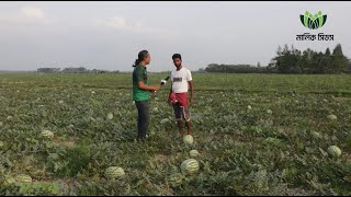 নোয়াখালীর মুছাপুরে সব জাতের মধ্যে এগিয়ে পাকিজা তরমুজ