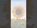 mathematical structure of sunflower।। shortsvideo shortsfeed shortsviral facts sunflower 🌻🌻