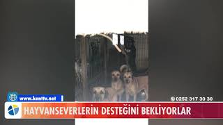 HAYVANSEVERLERİN DESTEĞİNİ BEKLİYORLAR