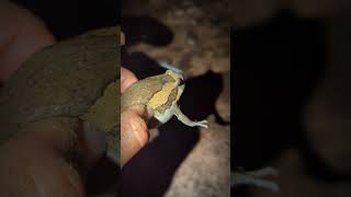 Catching frogs flying funny | viral frogs video | catch frogs jumping funny | Tep longheng funny V2