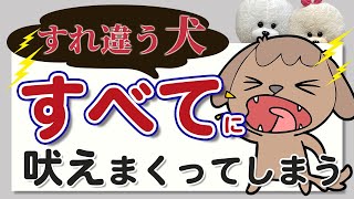 【犬のしつけ】すれ違う犬すべてに吠えまくる【悩み相談ライブ切り抜き】