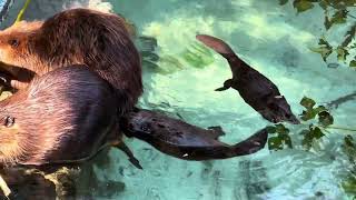 ビーバーの双子の赤ちゃん、ヒノトントンZOO Baby beaver twins, Hinotonton Zoo Japan