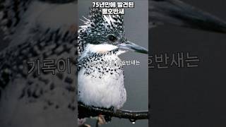 75년만에 발견된 뿔호반새